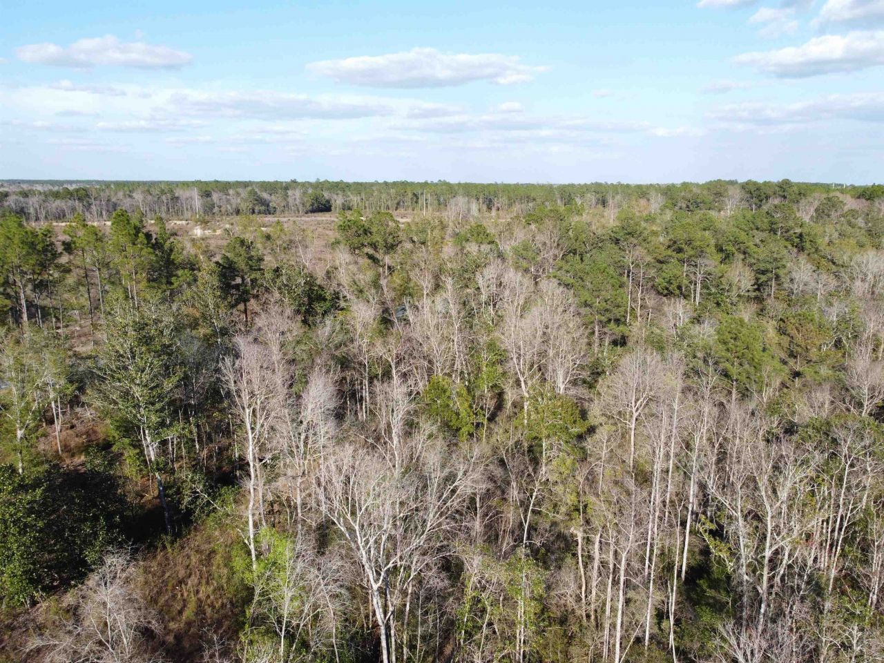 Xxx NE E Sr 20, Hosford, FL 32334 Photo