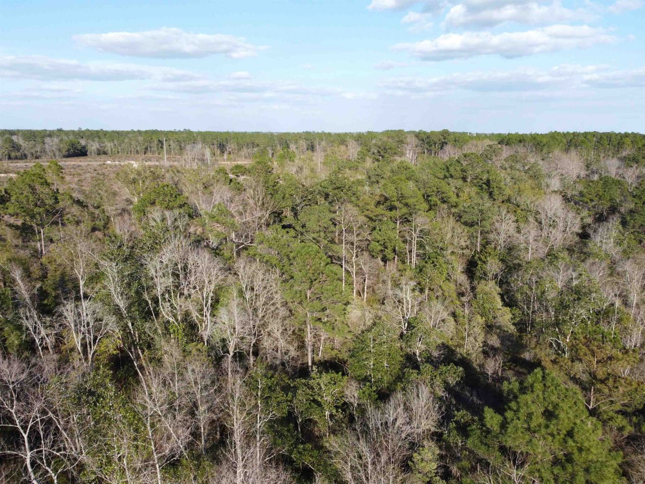 Xxx NE E Sr 20, Hosford, FL 32334 Photo