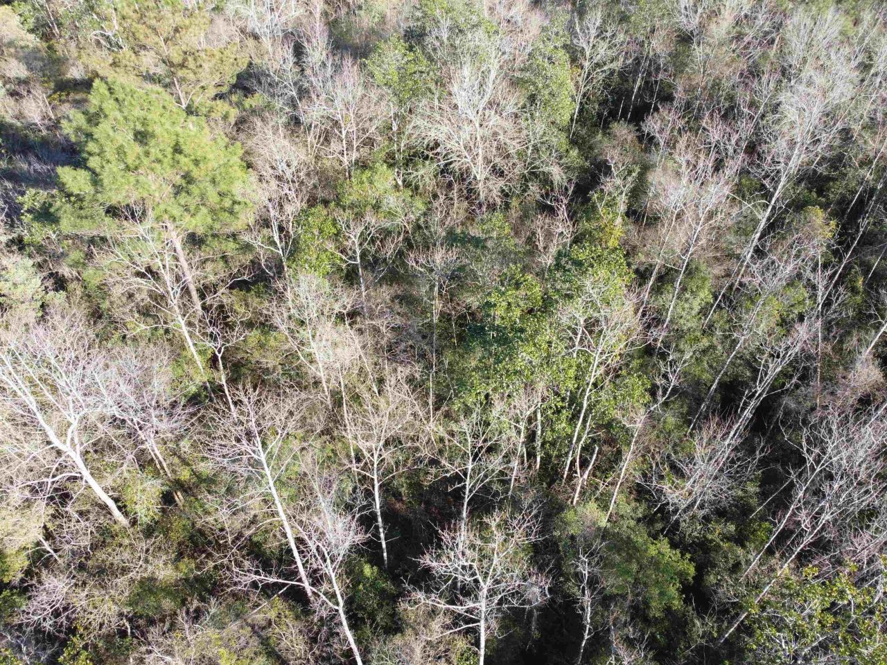 Xxx NE E Sr 20, Hosford, FL 32334 Photo