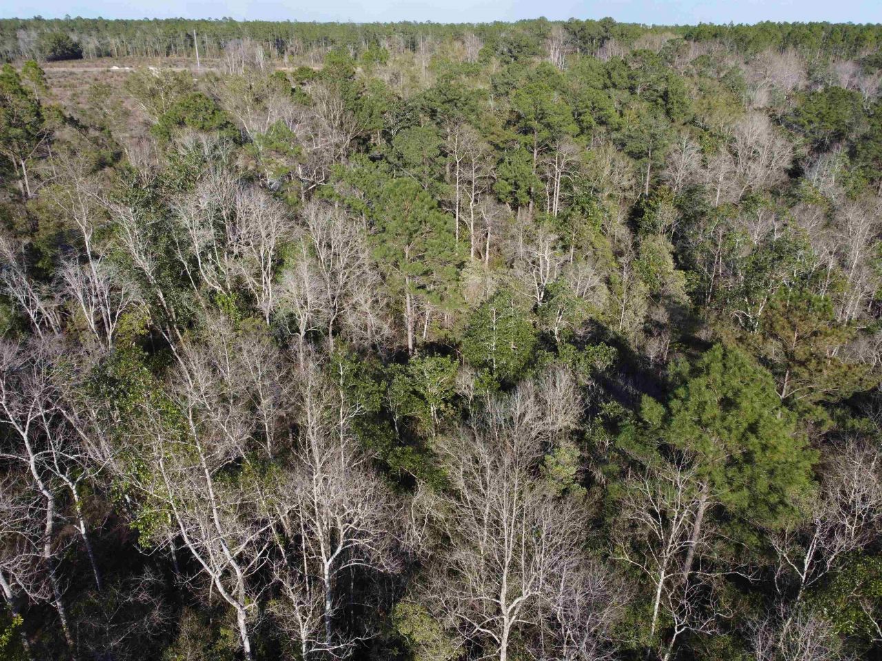 Xxx NE E Sr 20, Hosford, FL 32334 Photo