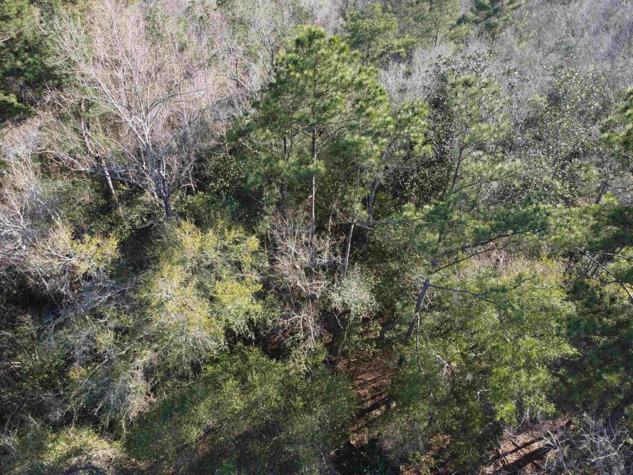 Xxx NE E Sr 20, Hosford, FL 32334 Photo