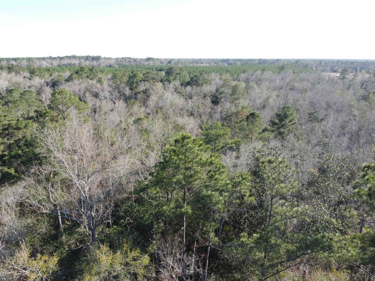 Xxx NE E Sr 20, Hosford, FL 32334 Photo