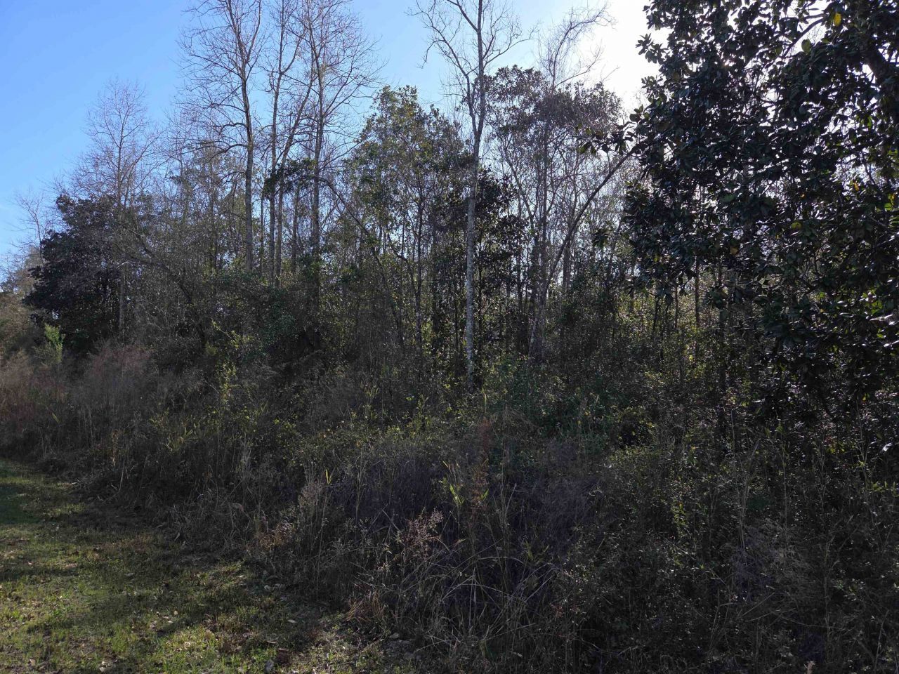 Xxx NE E Sr 20, Hosford, FL 32334 Photo
