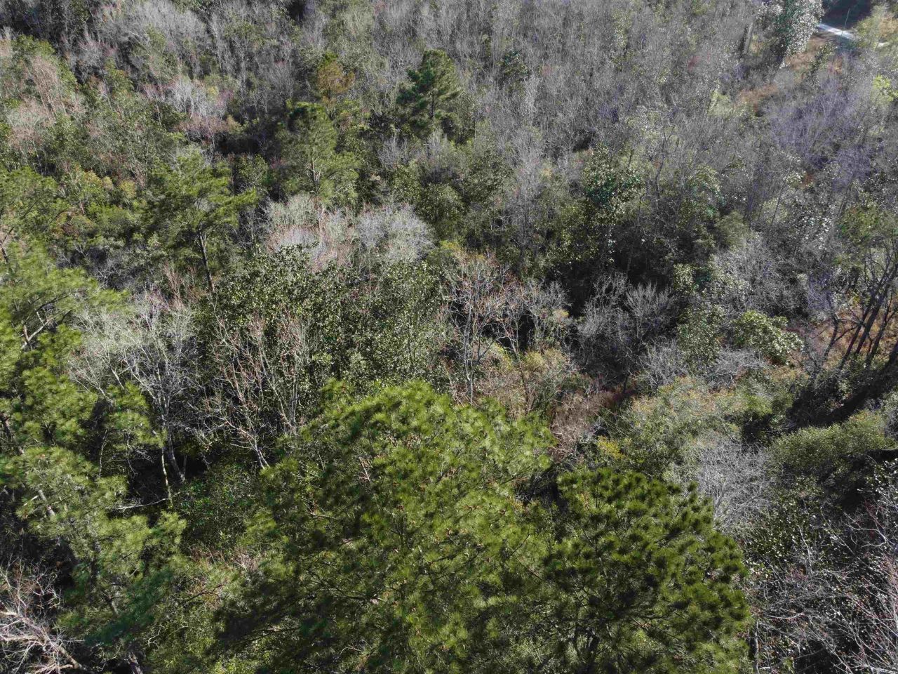Xxx NE E Sr 20, Hosford, FL 32334 Photo