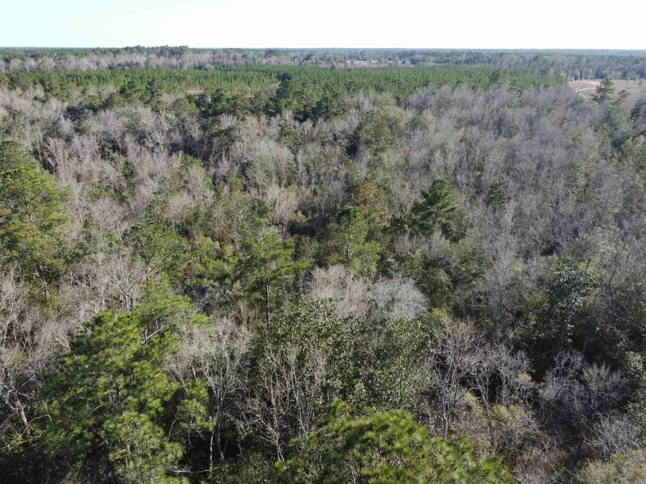 Xxx NE E Sr 20, Hosford, FL 32334 Photo