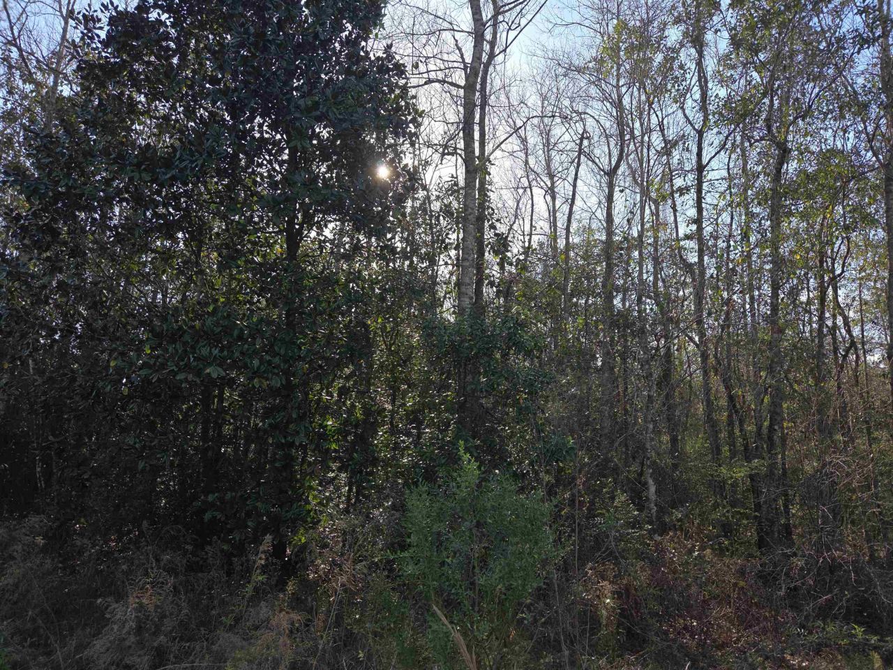 Xxx NE E Sr 20, Hosford, FL 32334 Photo