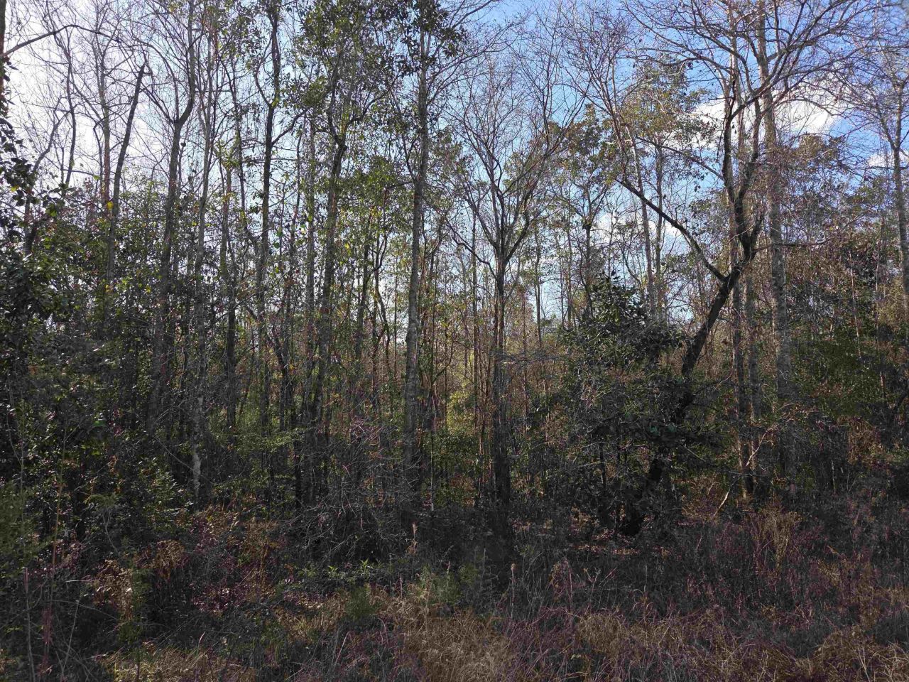 Xxx NE E Sr 20, Hosford, FL 32334 Photo