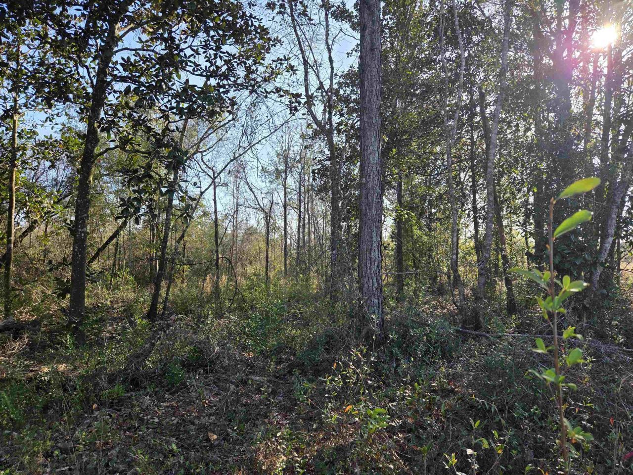 Xxx NE E Sr 20, Hosford, FL 32334 Photo