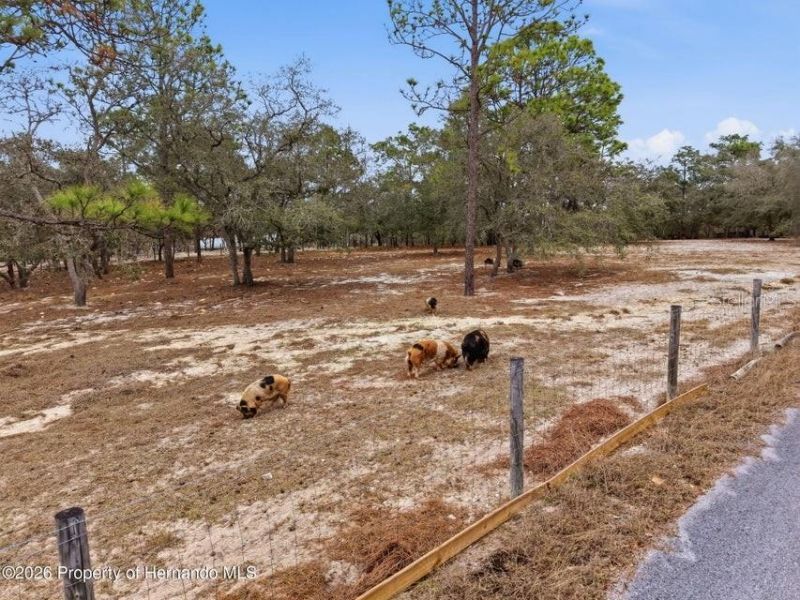 12124 Squeeze Avenue, Brooksville, FL 34614 Photo