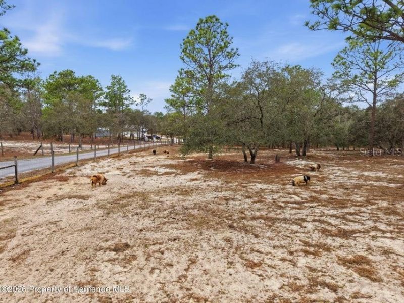 12124 Squeeze Avenue, Brooksville, FL 34614 Photo