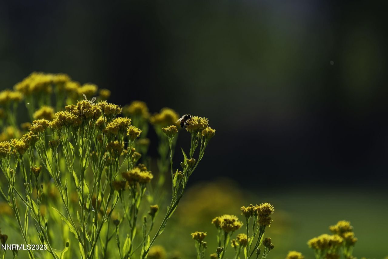 1051 Riverview Drive, Gardnerville, NV 89460 Photo