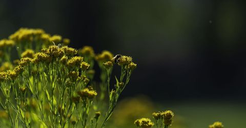 1051 Riverview Drive, Gardnerville, NV 89460 Photo