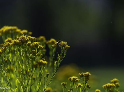 1051 Riverview Drive, Gardnerville, NV 89460 Photo