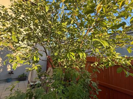 3742 Bayou Rd, Sacramento, CA 95835 Photo