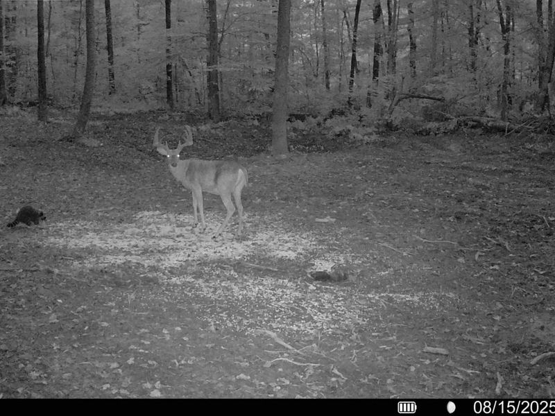 33341 Flat Run Road, McArthur, OH 45651 Photo 40