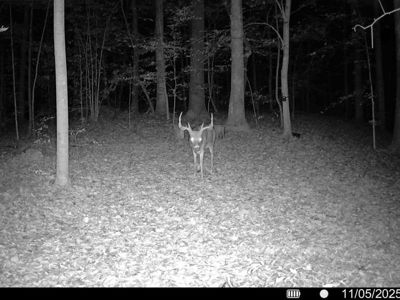 33341 Flat Run Road, McArthur, OH 45651 Photo 41