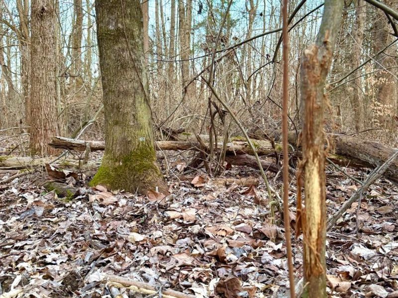 0 Martin Alexander Road, Jackson Twp, OH 45171 Photo 5