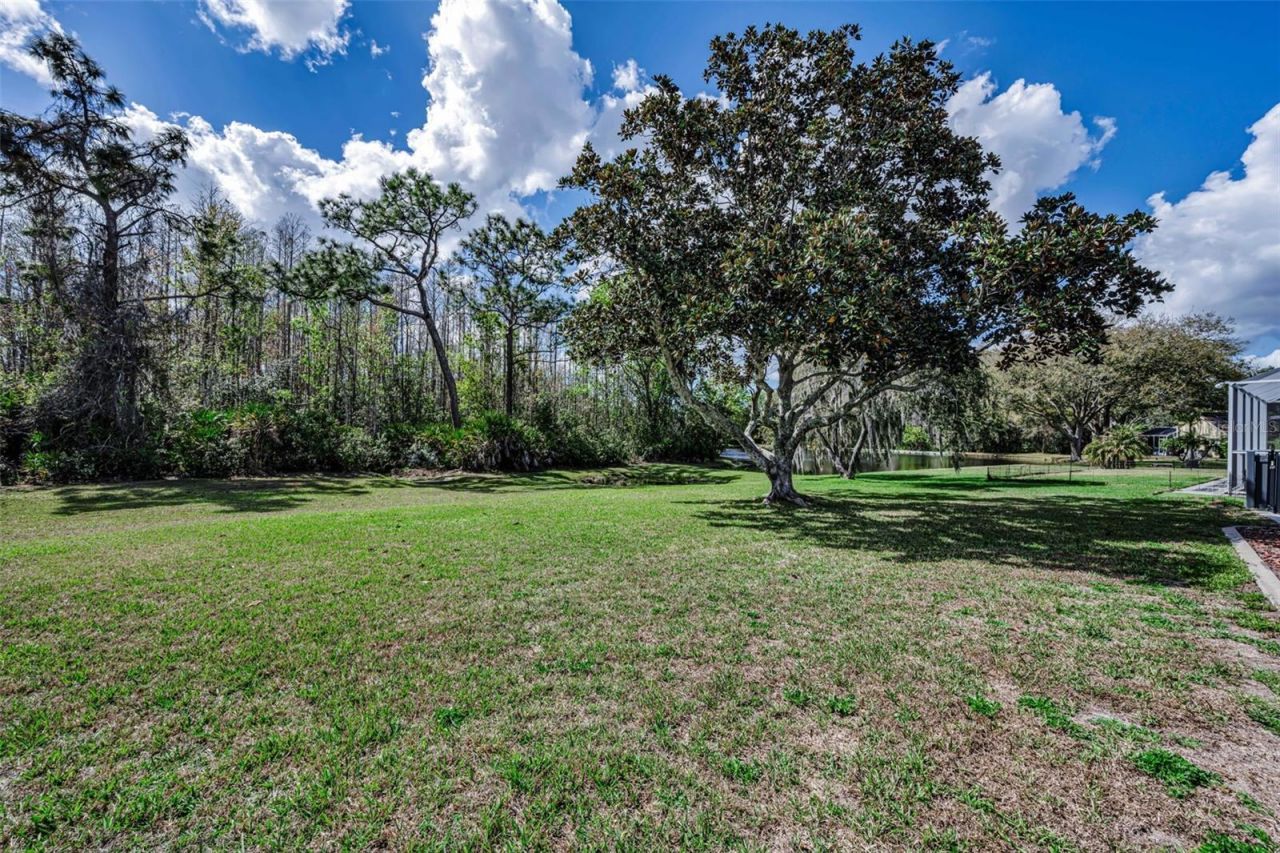 1151 Arlinbrook Drive, Trinity, FL 34655 Photo