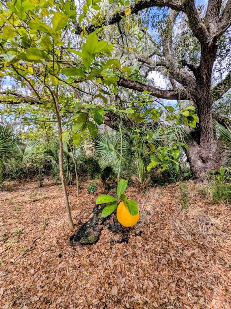 1142 Doc Coil Road , Bowling Green, FL 33834 Photo