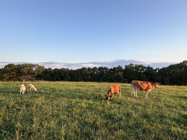 1665 North State Hwy 125, Rueter, MO 65744