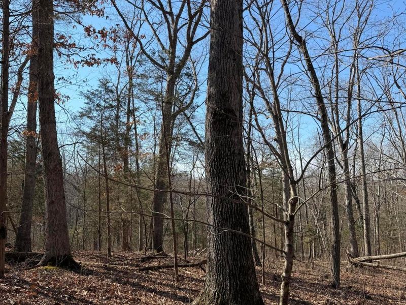 2195 Pumpkin Ridge Road , West Union, OH 45693 Photo 24