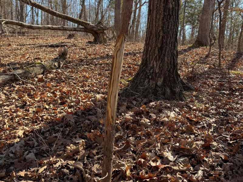 2195 Pumpkin Ridge Road , West Union, OH 45693 Photo 27