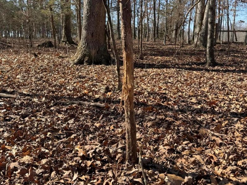 2195 Pumpkin Ridge Road , West Union, OH 45693 Photo 62