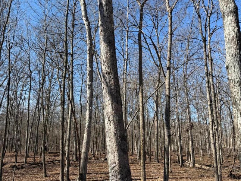 2195 Pumpkin Ridge Road , West Union, OH 45693 Photo 68