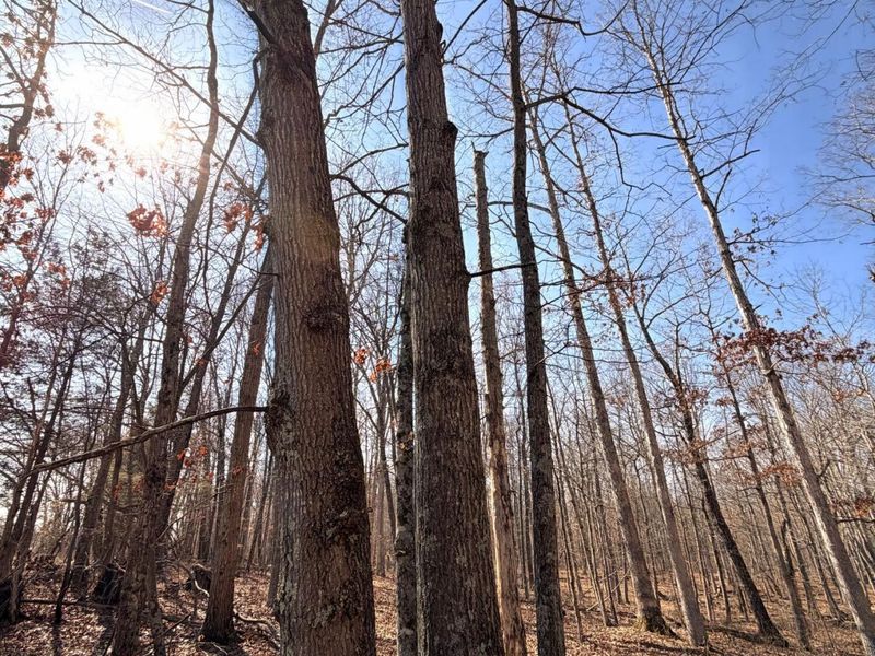 2195 Pumpkin Ridge Road , West Union, OH 45693 Photo 69