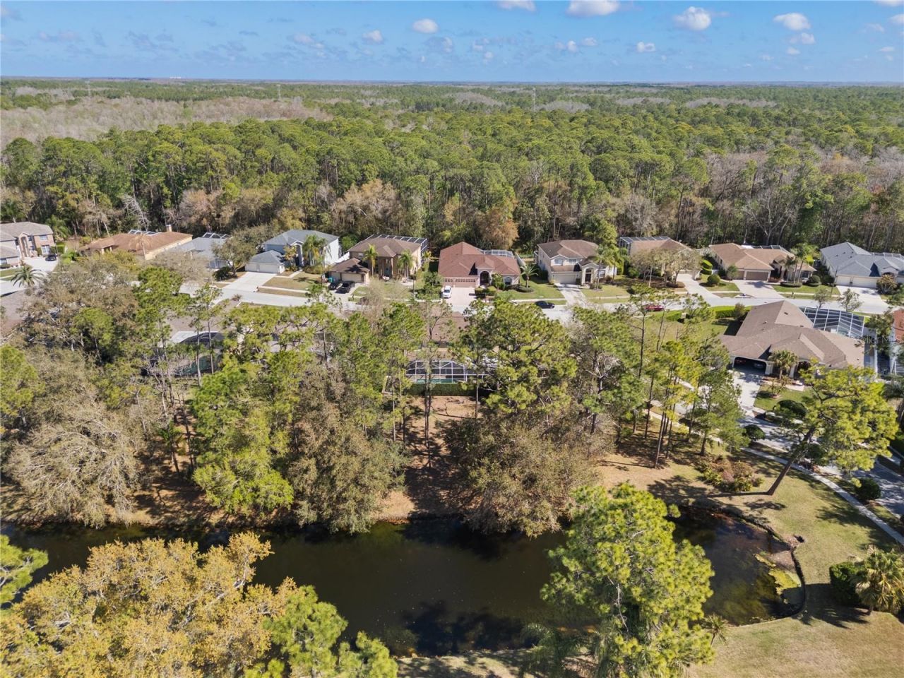 4202 Rotherham Court, Palm Harbor, FL 34685 Photo