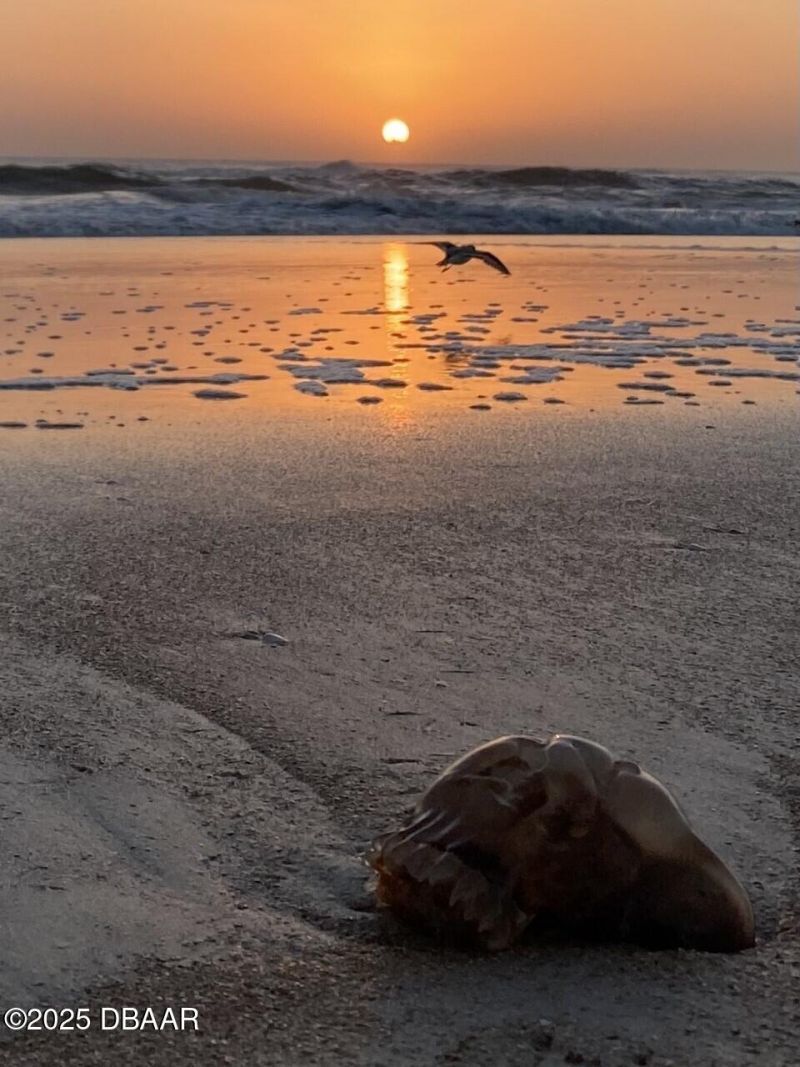 3000 Ocean Shore Boulevard, Unit 15, Ormond Beach, FL 32176 Photo