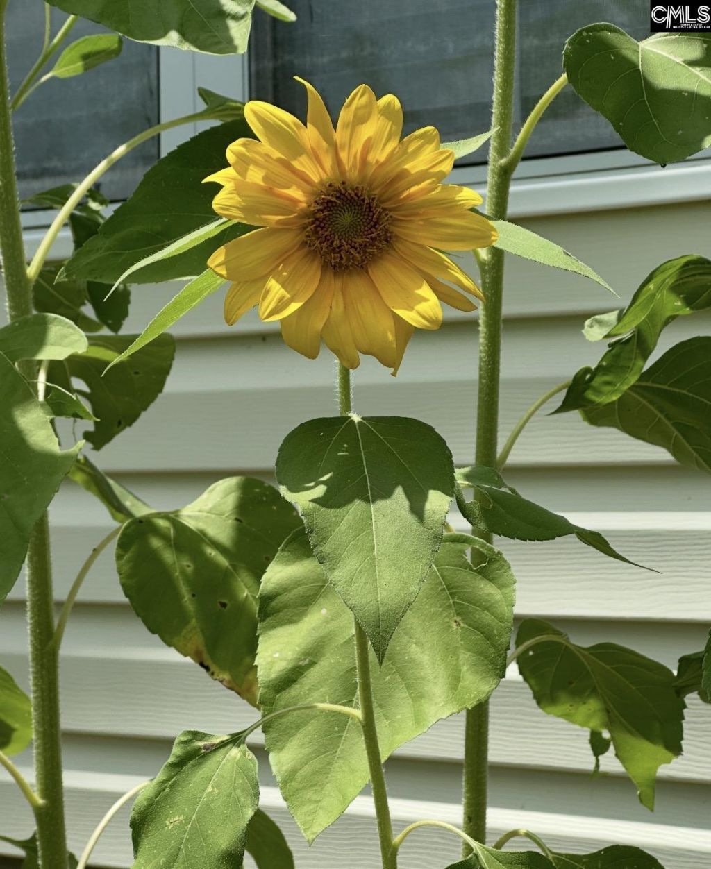 1017 Aderley Oak Drive Photo 46