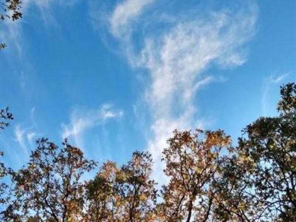 295 James Fannin Road, Honey Grove, TX 75446