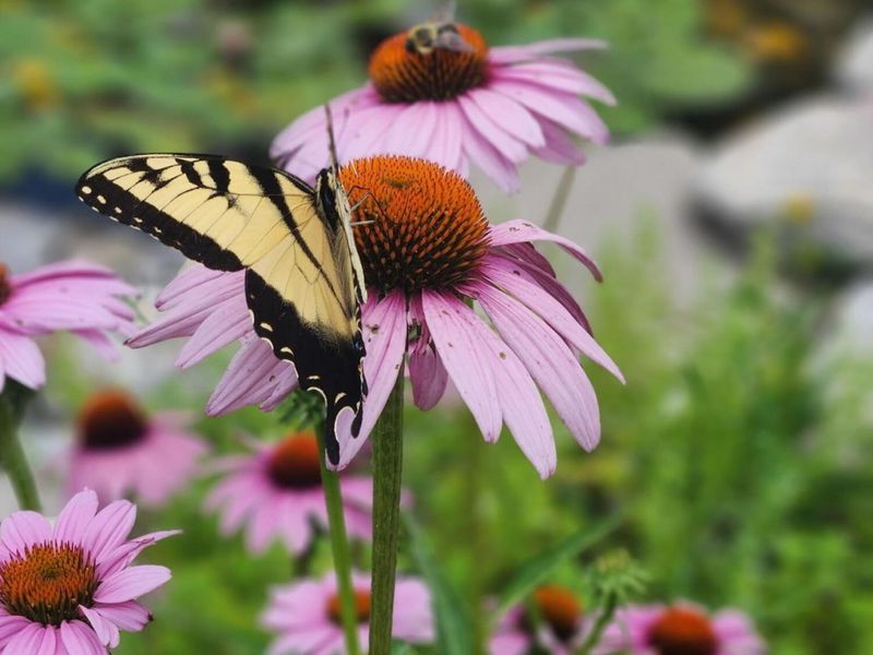 15338 Township Road 195, Kenton, OH 43326 Photo 58