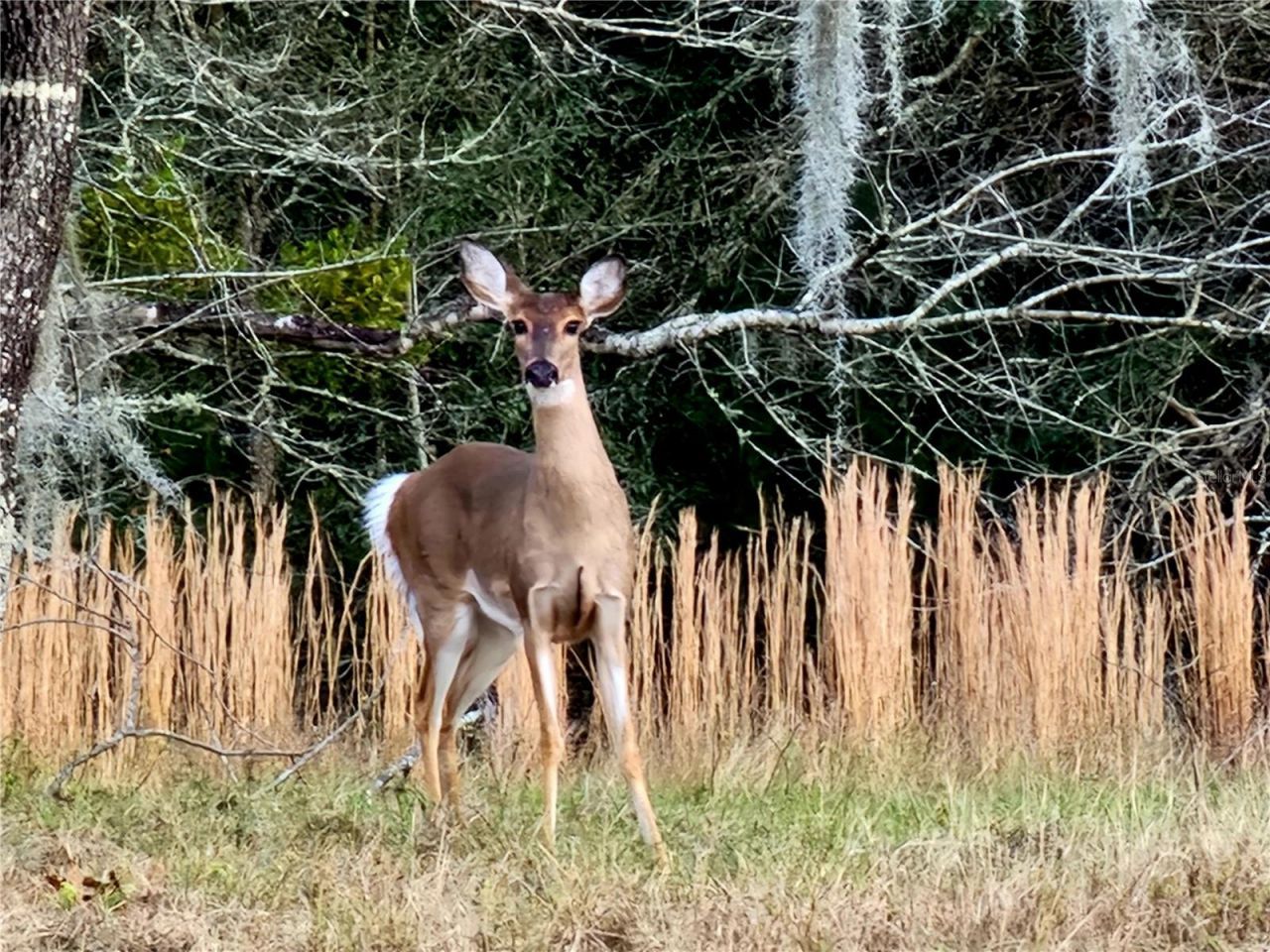 8863 S Evans Avenue, Inverness, FL 34452 Photo