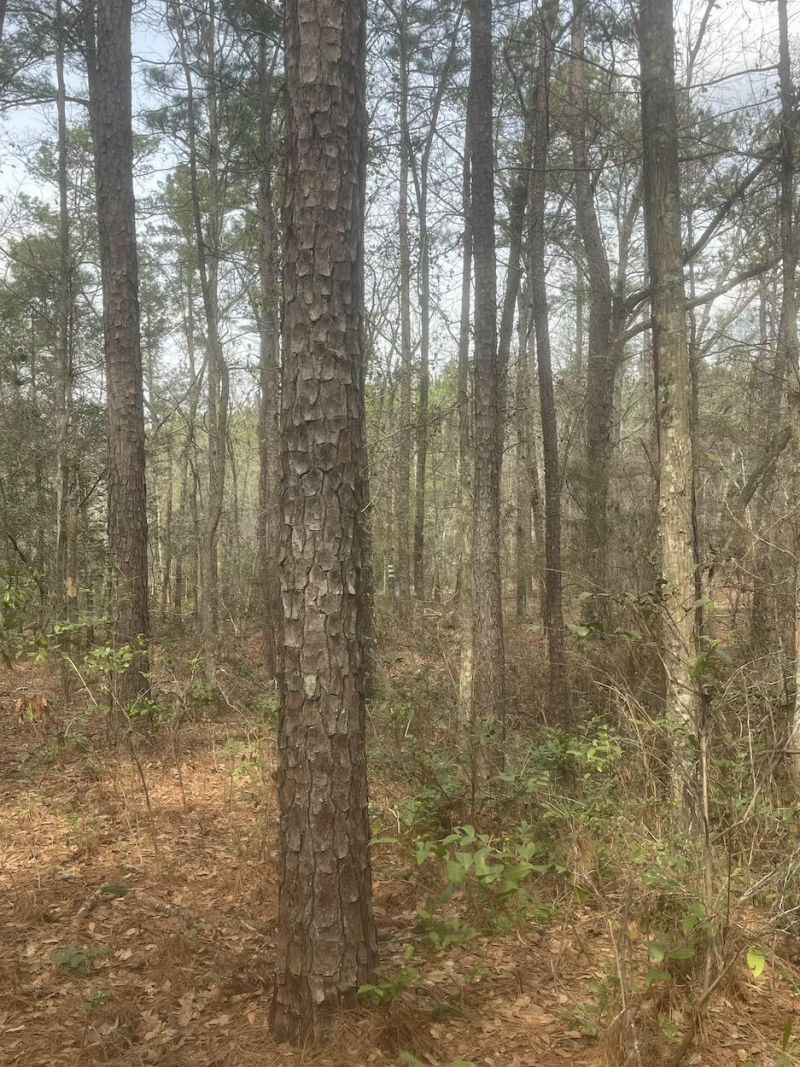 0 Lowcountry Hwy Photo 7