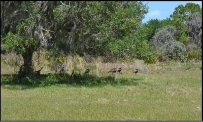 834 Logue Road, Myakka City, FL 34251 Photo