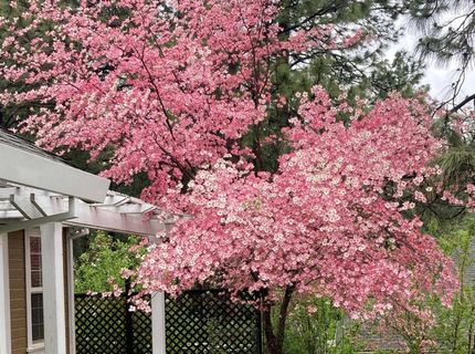 15326 Stinson Dr, Grass Valley, CA 95949 Photo