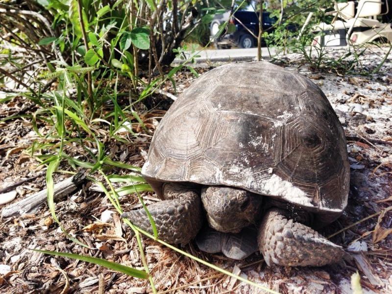 230 N Gulf Boulevard, Placida, FL 33946 Photo