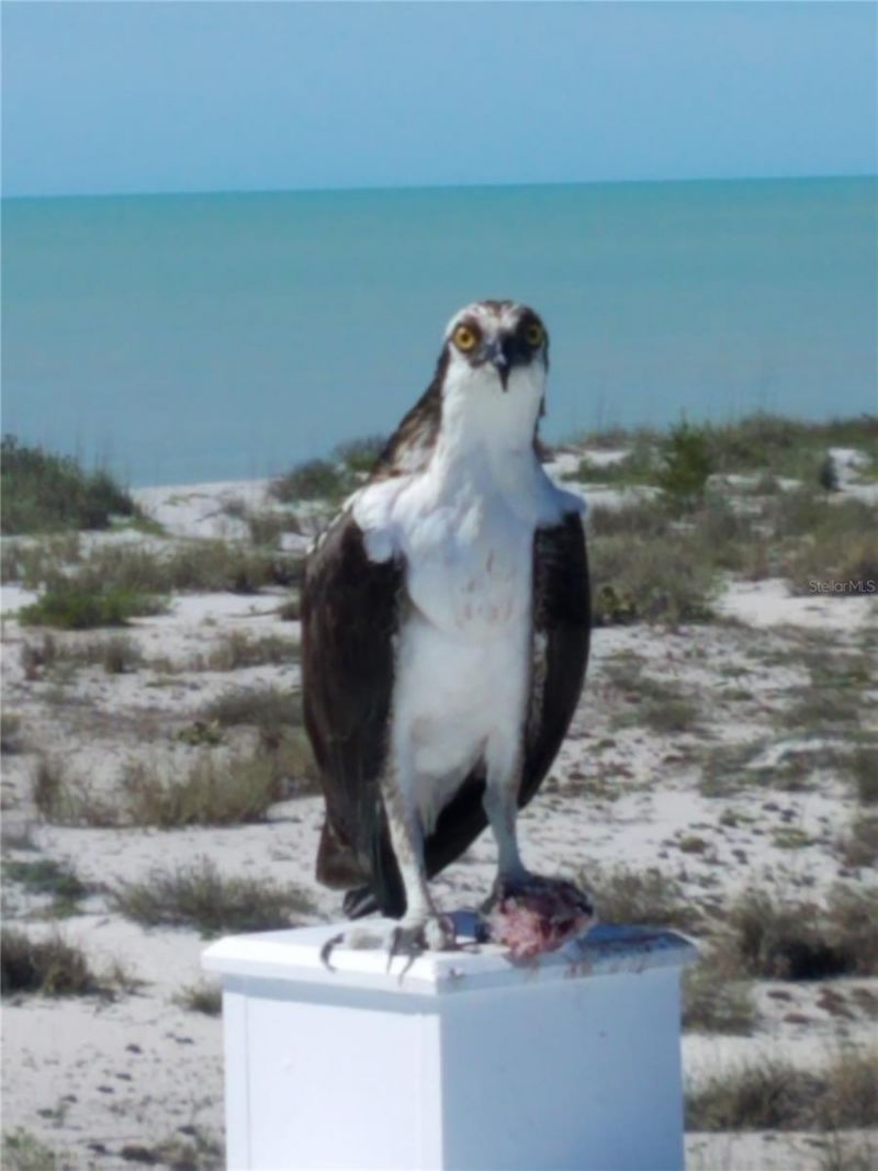 230 N Gulf Boulevard, Placida, FL 33946 Photo