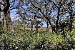 161 Etiwan Pointe Drive photo 4