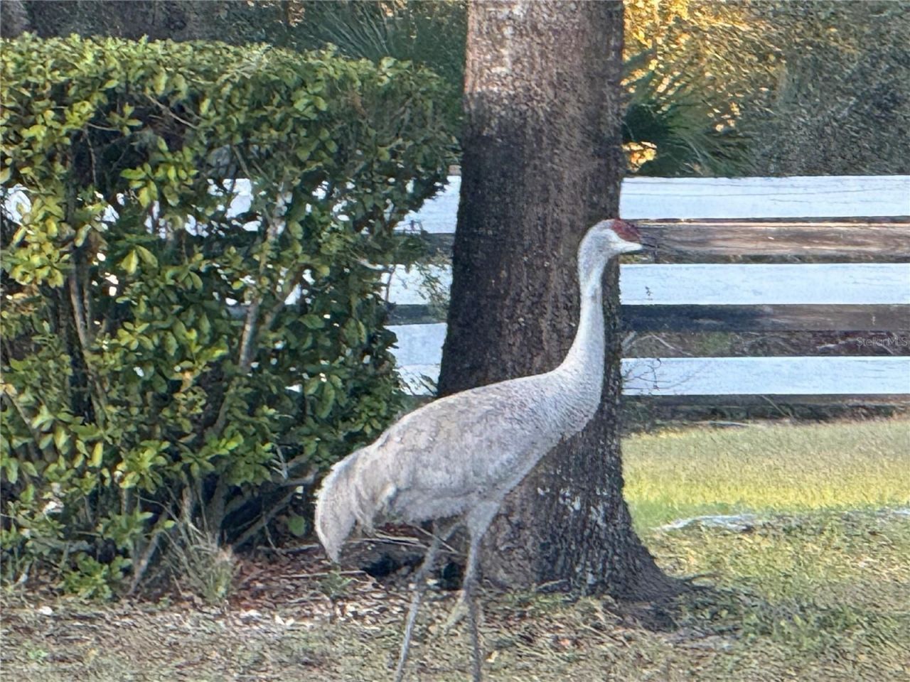 33015 Sahara Court, Sorrento, FL 32776 Photo