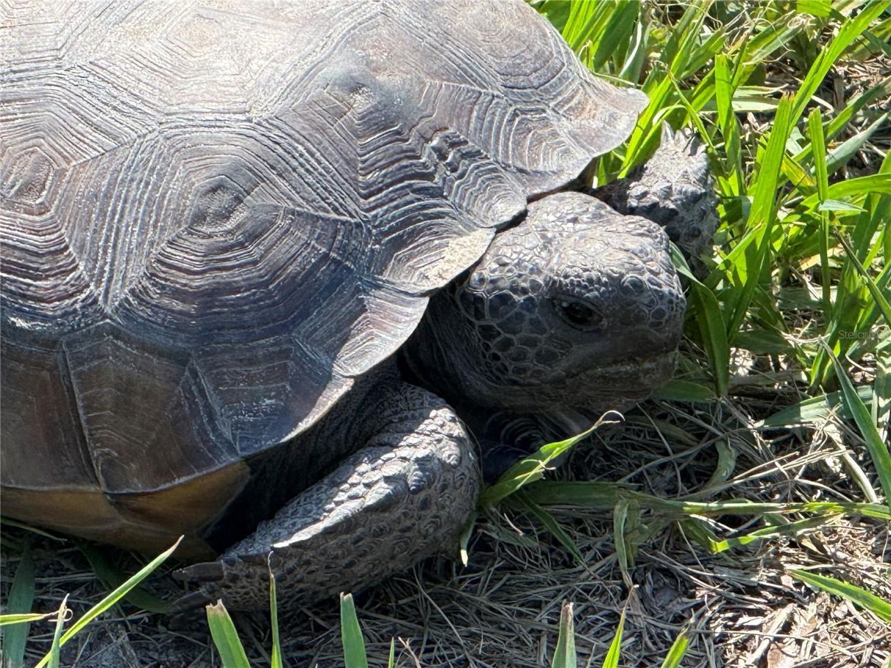 33015 Sahara Court, Sorrento, FL 32776 Photo