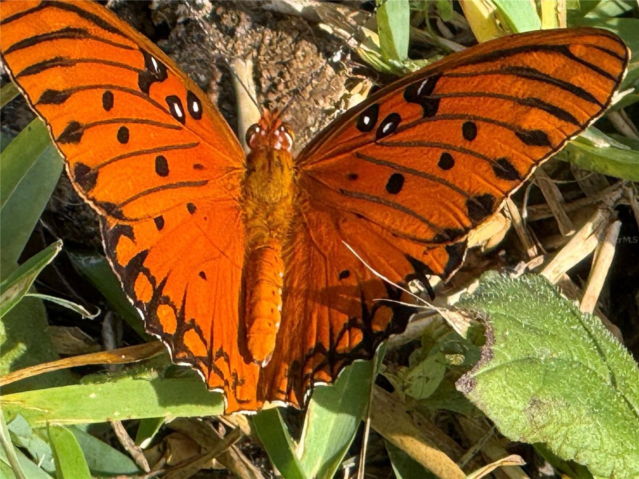 33015 Sahara Court, Sorrento, FL 32776 Photo