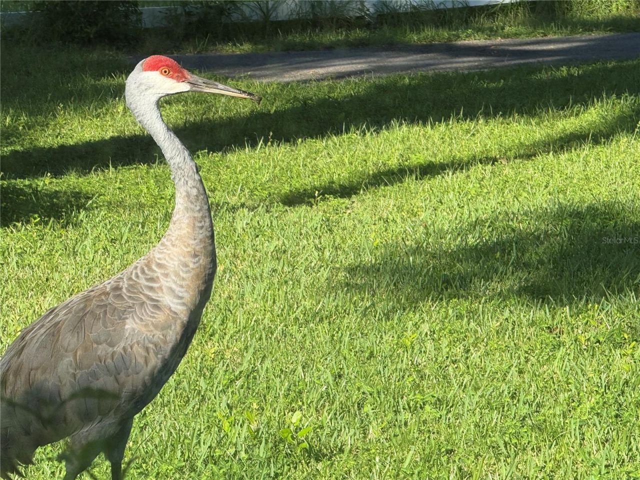 33015 Sahara Court, Sorrento, FL 32776 Photo