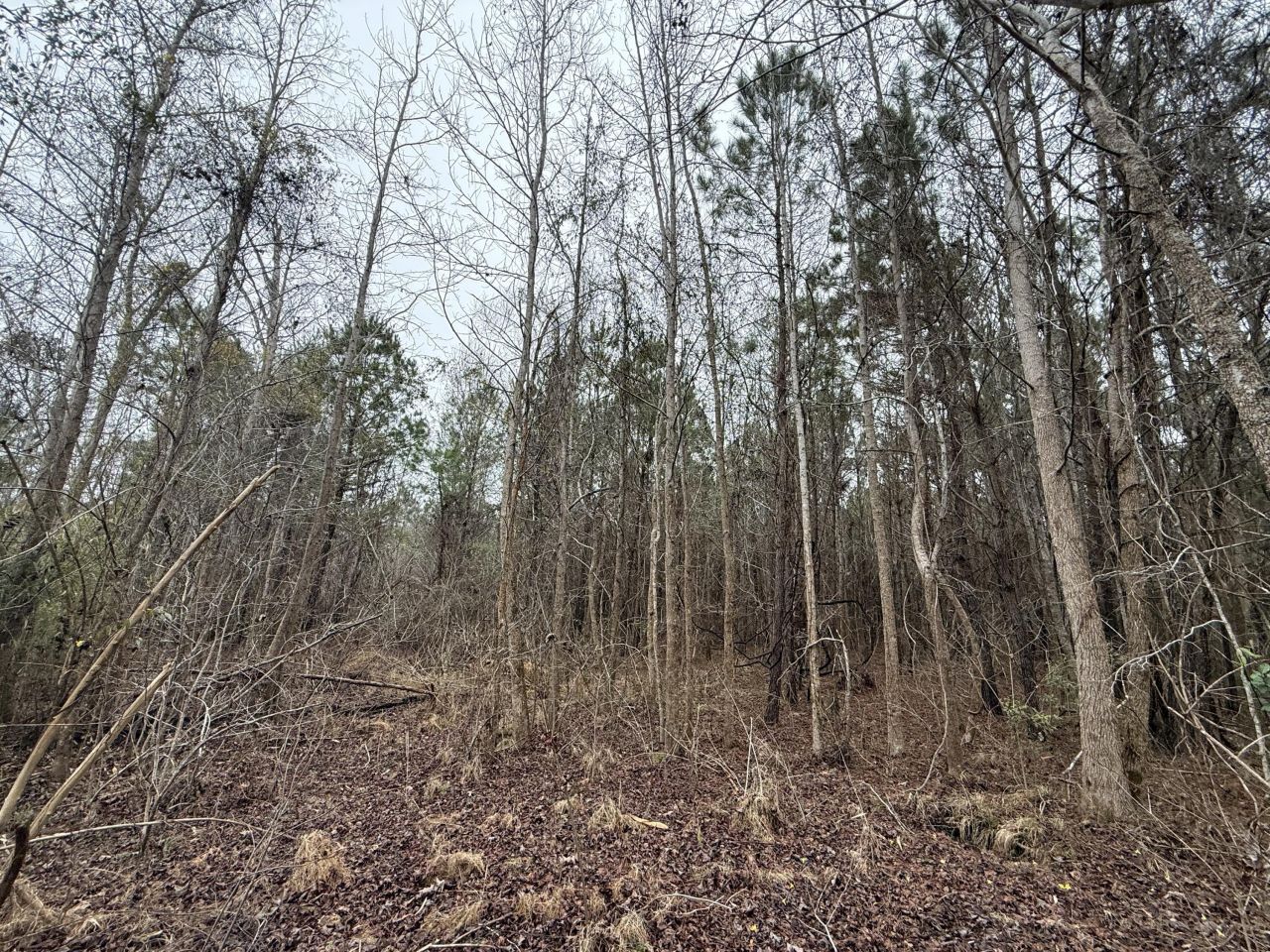 9750 Cottageville Highway Photo 22