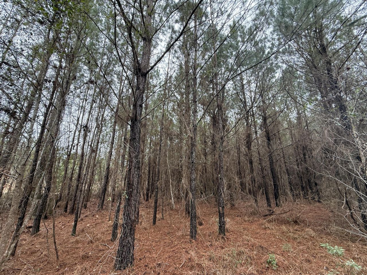 9750 Cottageville Highway Photo 38