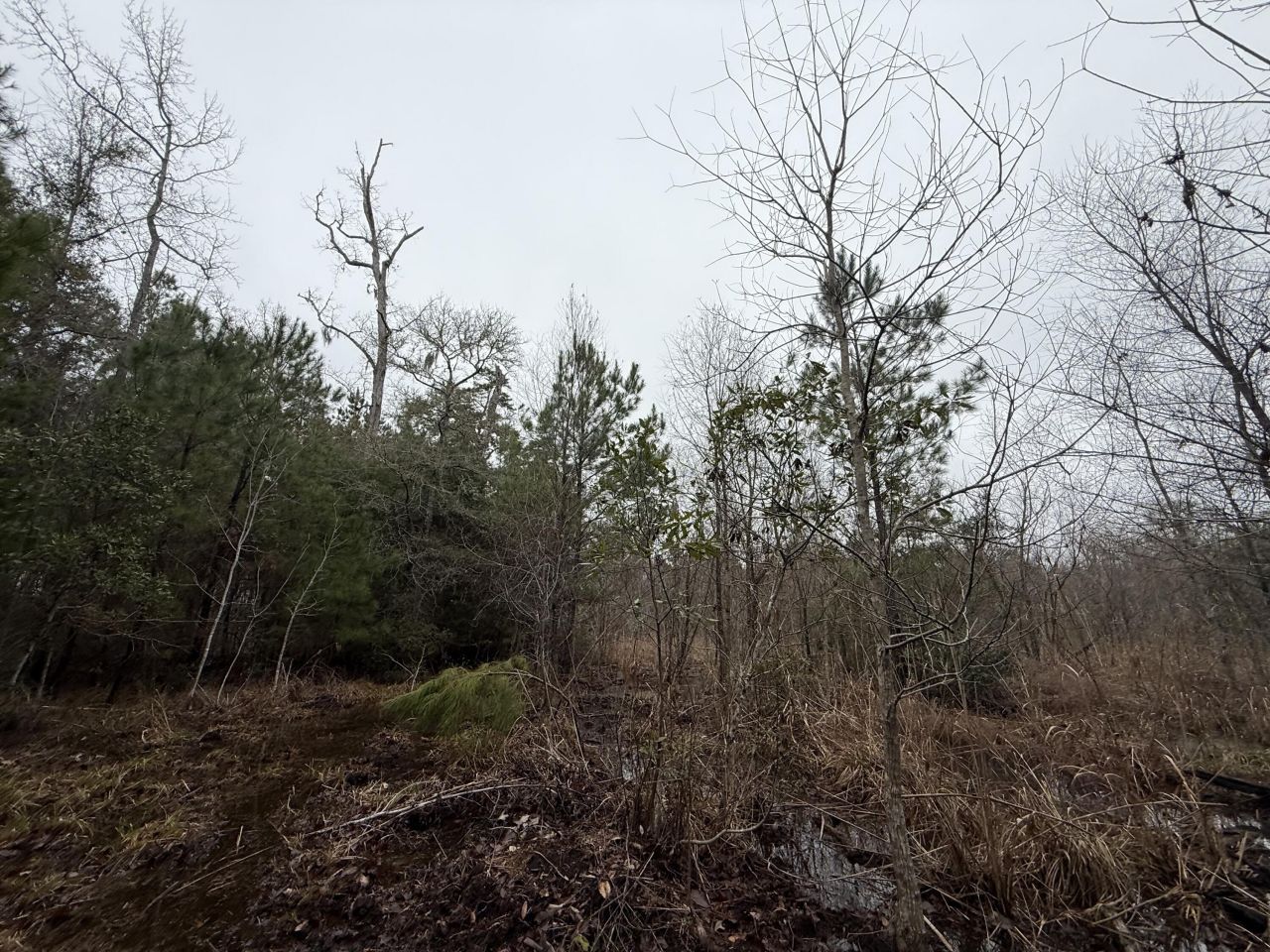 9750 Cottageville Highway Photo 40