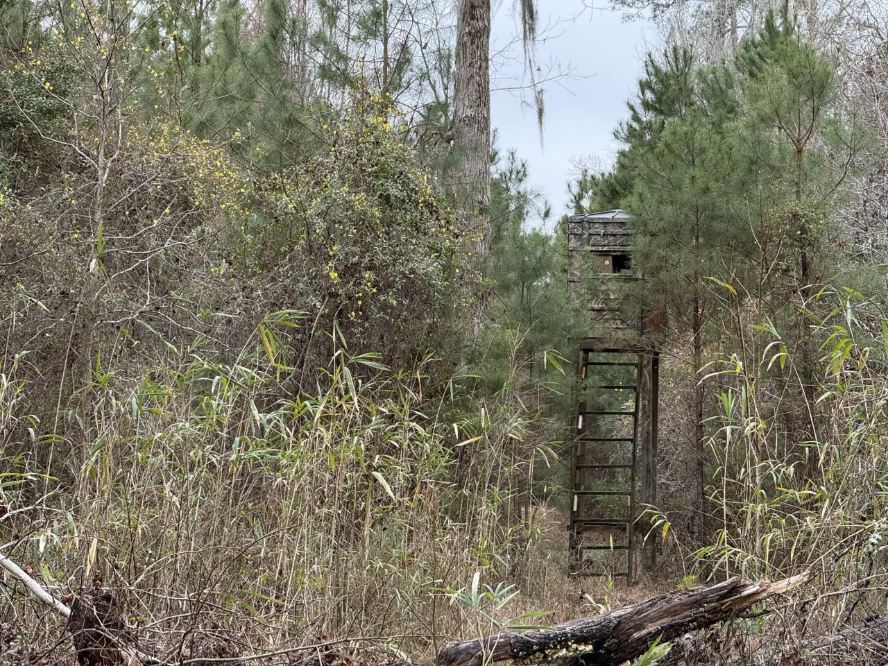 9750 Cottageville Highway Photo 41