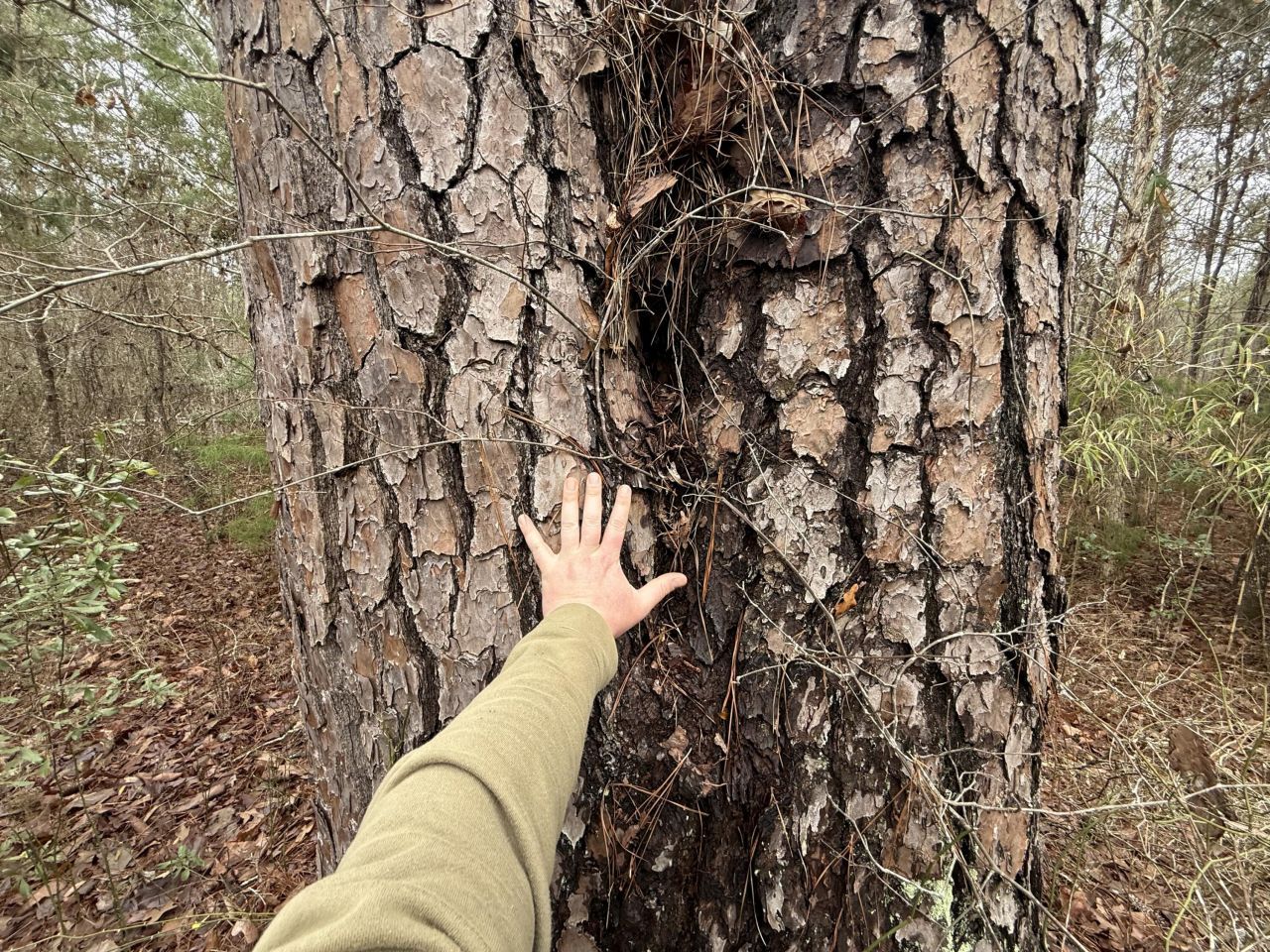 9750 Cottageville Highway Photo 42